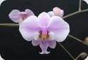 Phal. schilleriana TKP